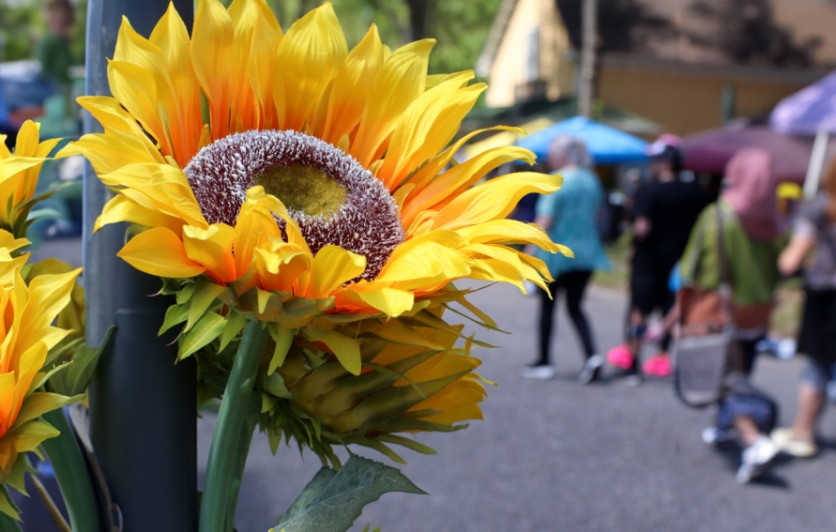 Image of a banner for Eco Fair. On the left side of the image is a large close up of the head of a yellow sunflower. In the background, on the right side of the image, is a blurred image of a crowd outside at WheatonArts in front of the General Store during Eco Fair.