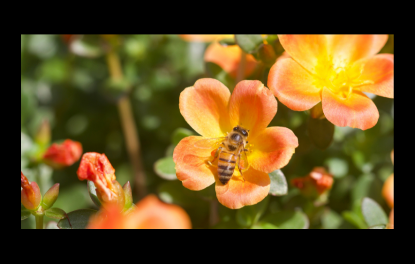 Bee-ginner's Beekeeping - Rutgers OCPE