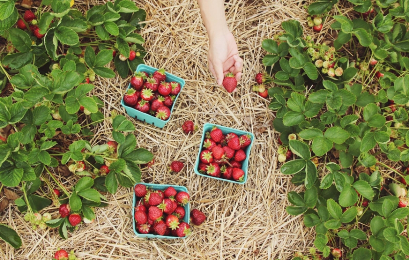 Come Celebrate the Strawberry Harvest at Johnson's Locust Hall Farm