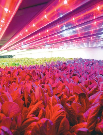 Lettuce under AeroFarms grow lights