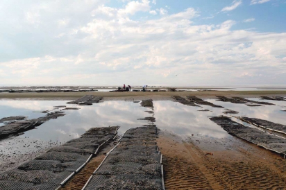 The Delaware Bay mud flats