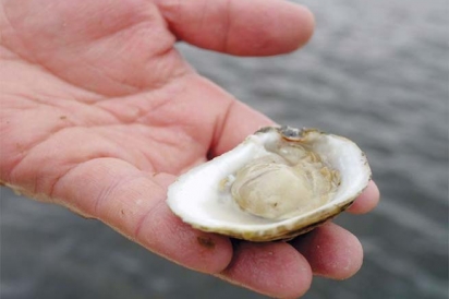 Holding an oyster