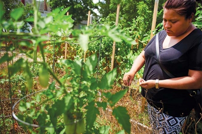 CATA organizer, Kathia Ramirez, tending tomatoes