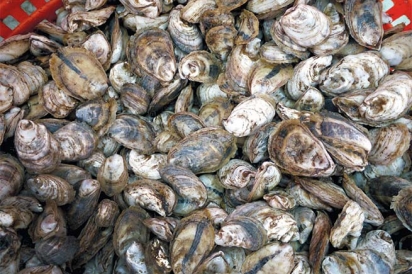 Plenty of oysters in a basket