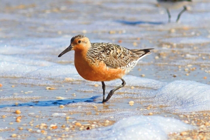 A red knot