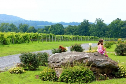 overlooking vineyard