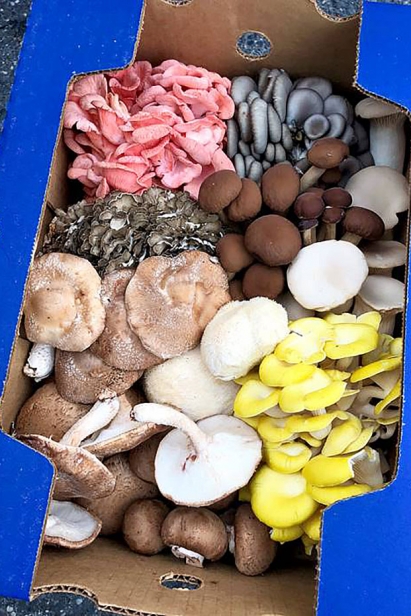 box of mushrooms