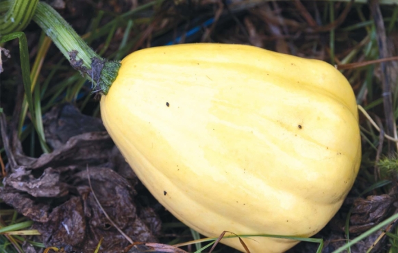 Winter squash