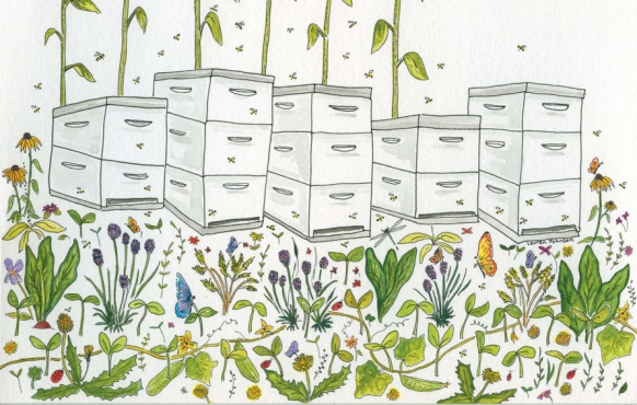 illustration of bee hives