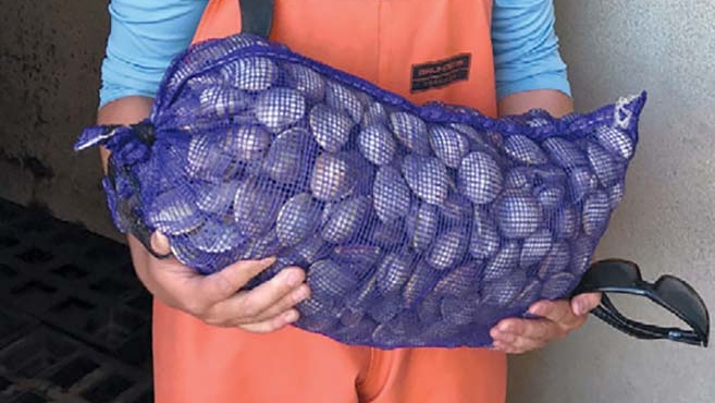 Billy Mayer holding net of clams