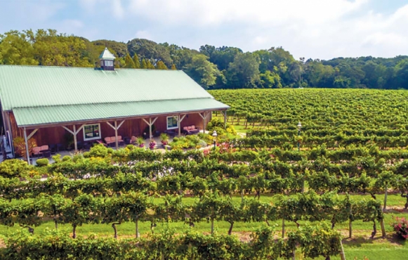 Cape May Winery Vineyard