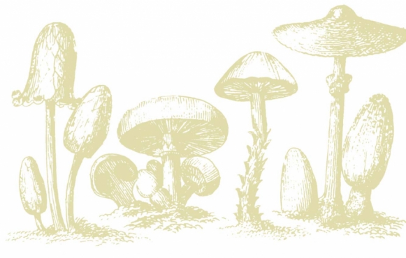 fungi woodcut illustration