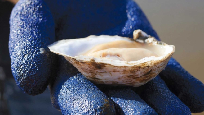 Cape May Salt oyster