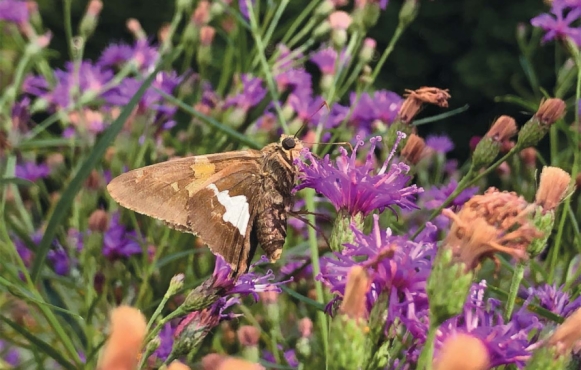 Growing native plants