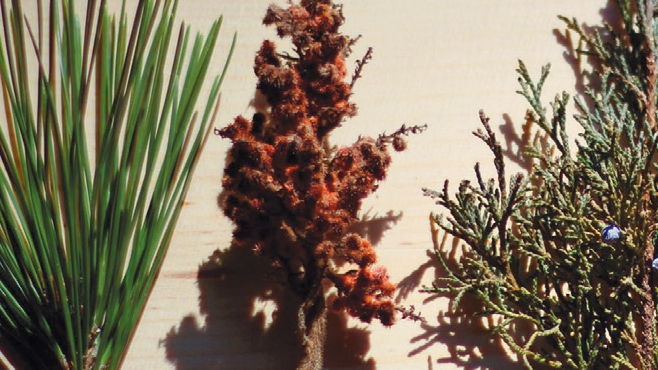 pine needles and juniper berries