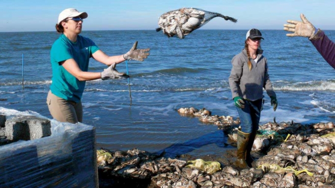 Using recycling shells to let oysters grow