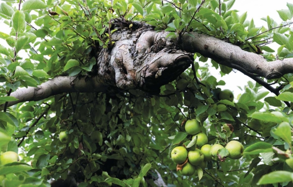 old apple tree at Riamede Farm