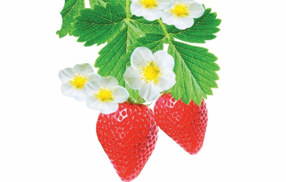 illustration of two strawberries on a branch with leaves and flowers