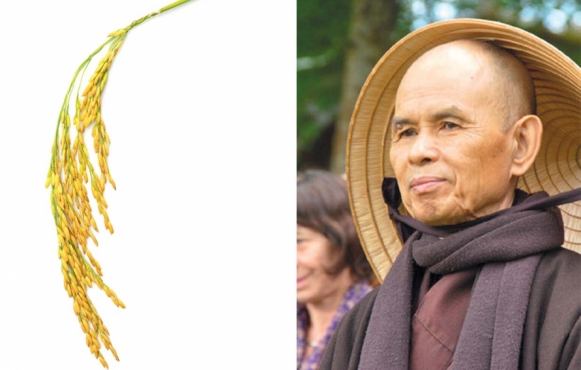 (photo left) rice; (photo right) Thich Nhat Hanh