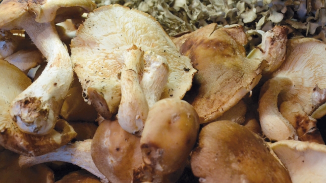 mushrooms for dads dashi recipe