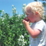 Blonde child eating an apple