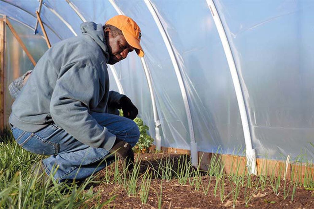 planting in greenhouse