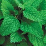 Mint Leaves