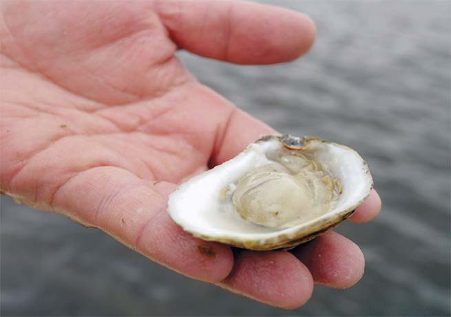 Holding an oyster