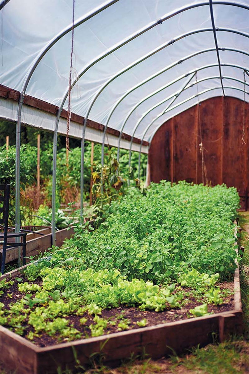 Mexican herbs, papalo and pipicha, growing in the high tunnel.