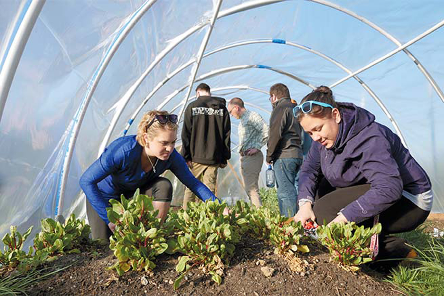 planting in greenhouse