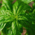 basil-DSC_0401.jpg