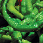 farmers-market-peppers.jpg