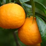 oranges-DSCF0028_2.jpg