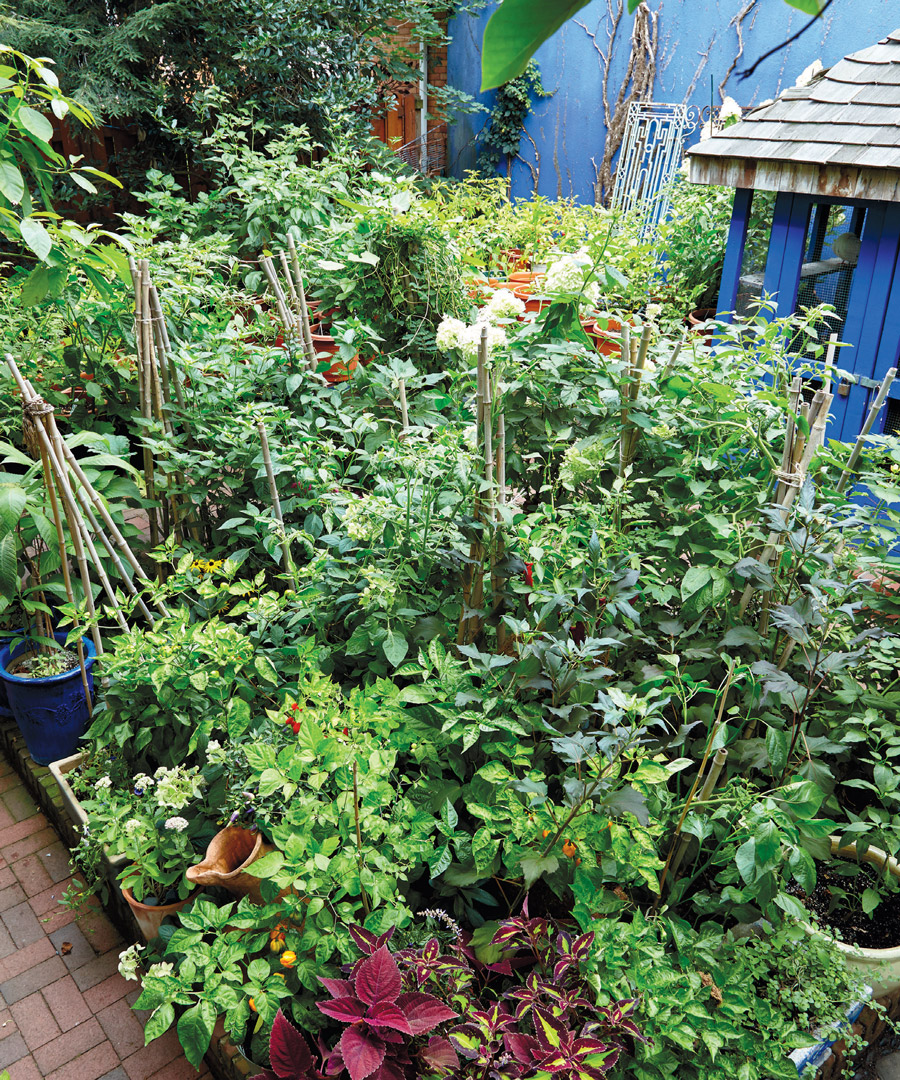Maricel Presilla’s pepper garden in Weehawken.