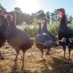 Heritage Turkeys