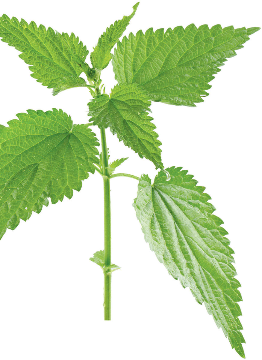 Wild greens