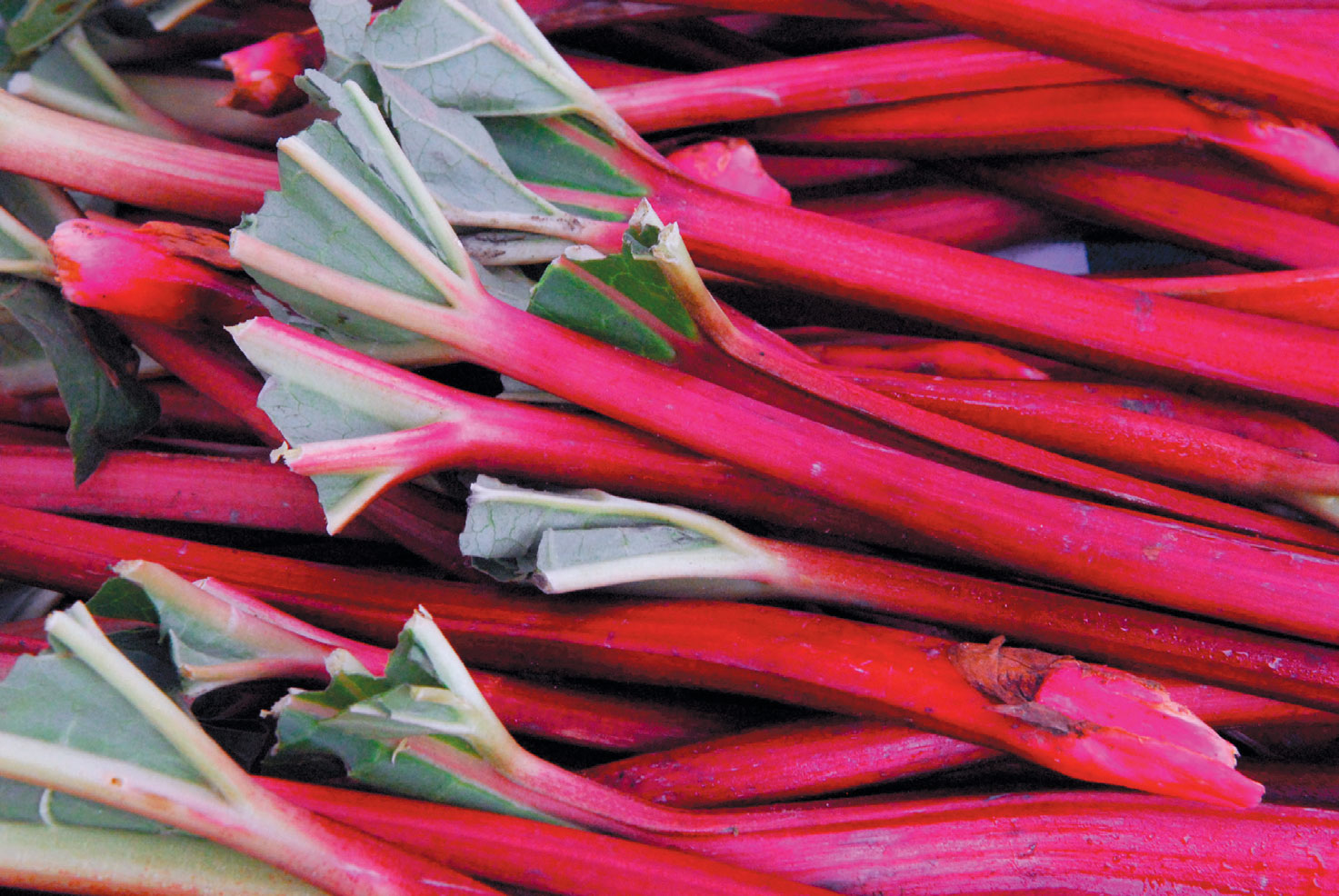 stalks of rhubarb