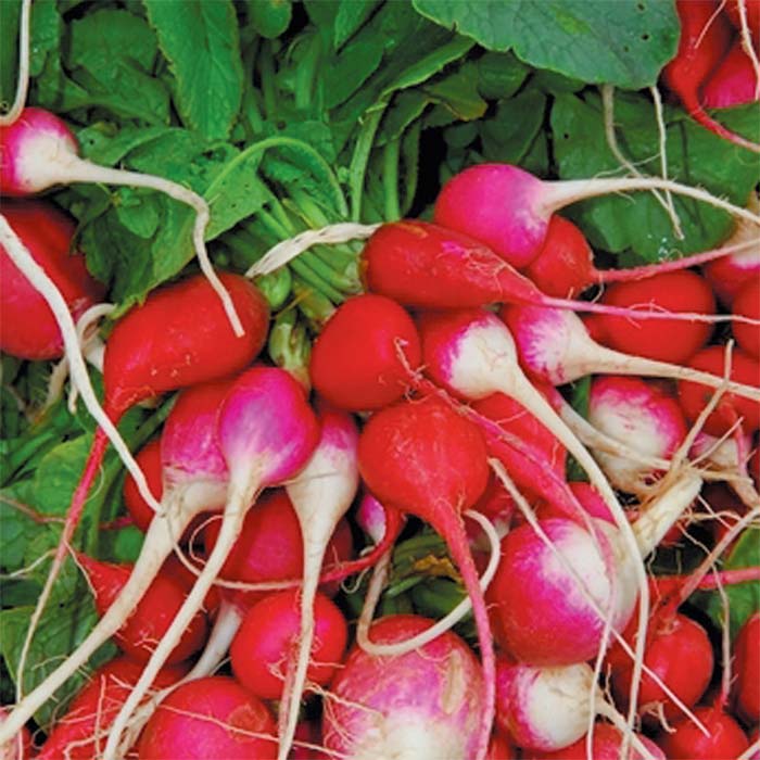 radishes