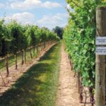 Terhune Orchards - vineyard