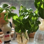 basil-snoopy.jpg