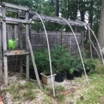 Covid Victory Garden