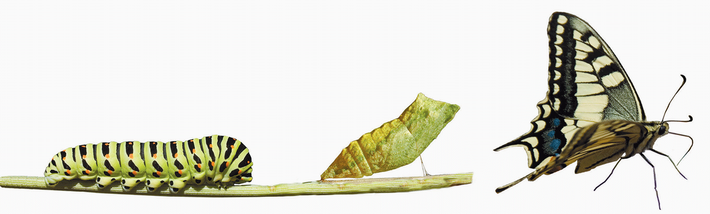 Lifecycle of a Butterfly