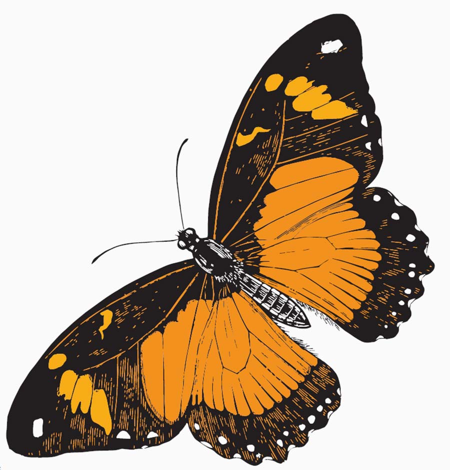 orange butterfly