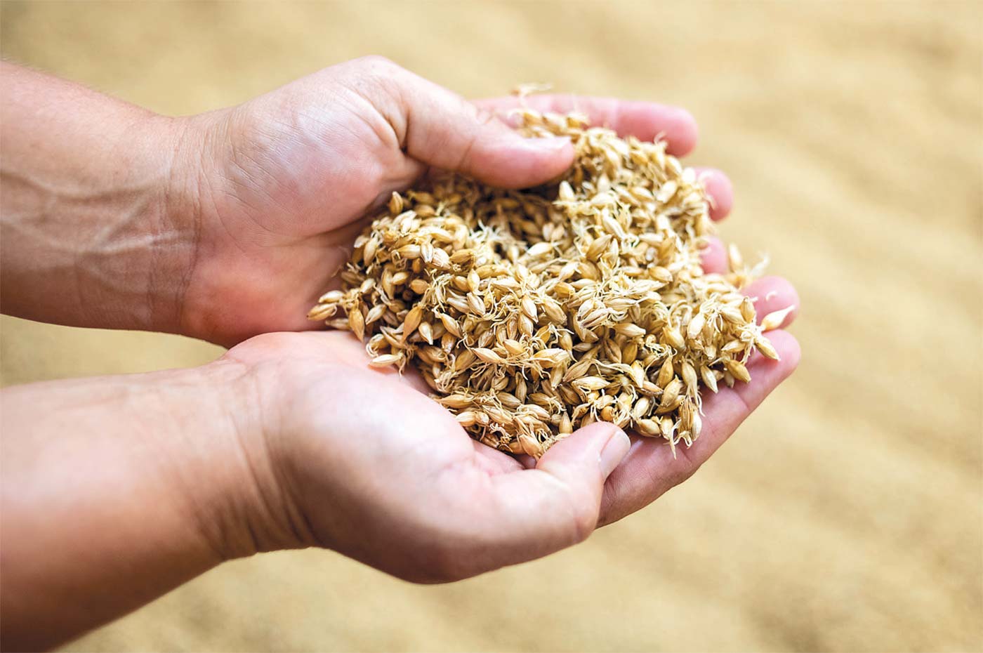Hands holding barley