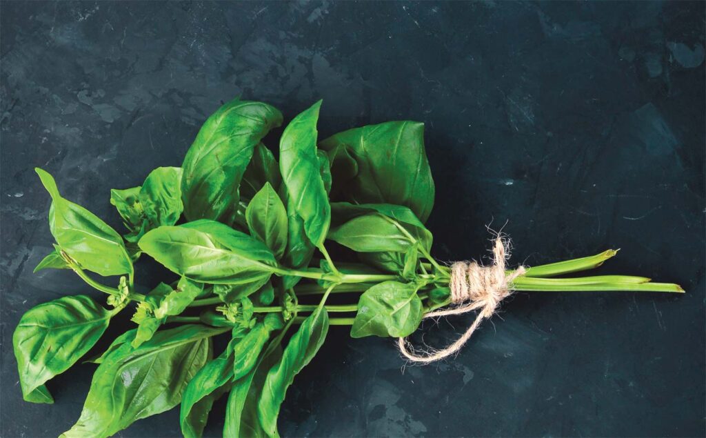 fresh basil tied with twine