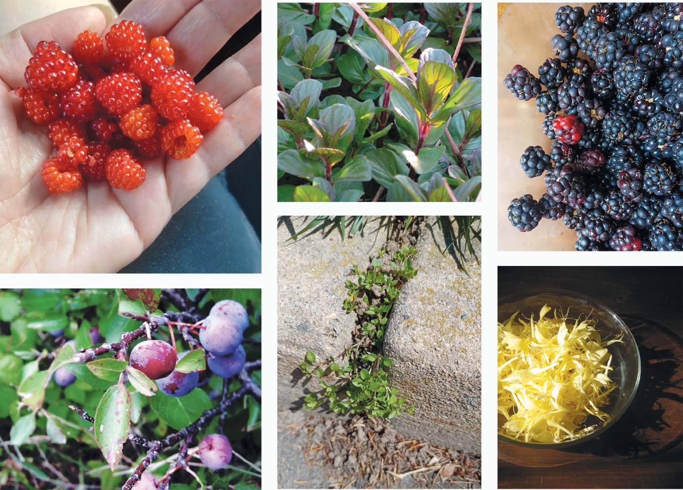 Foraging examples