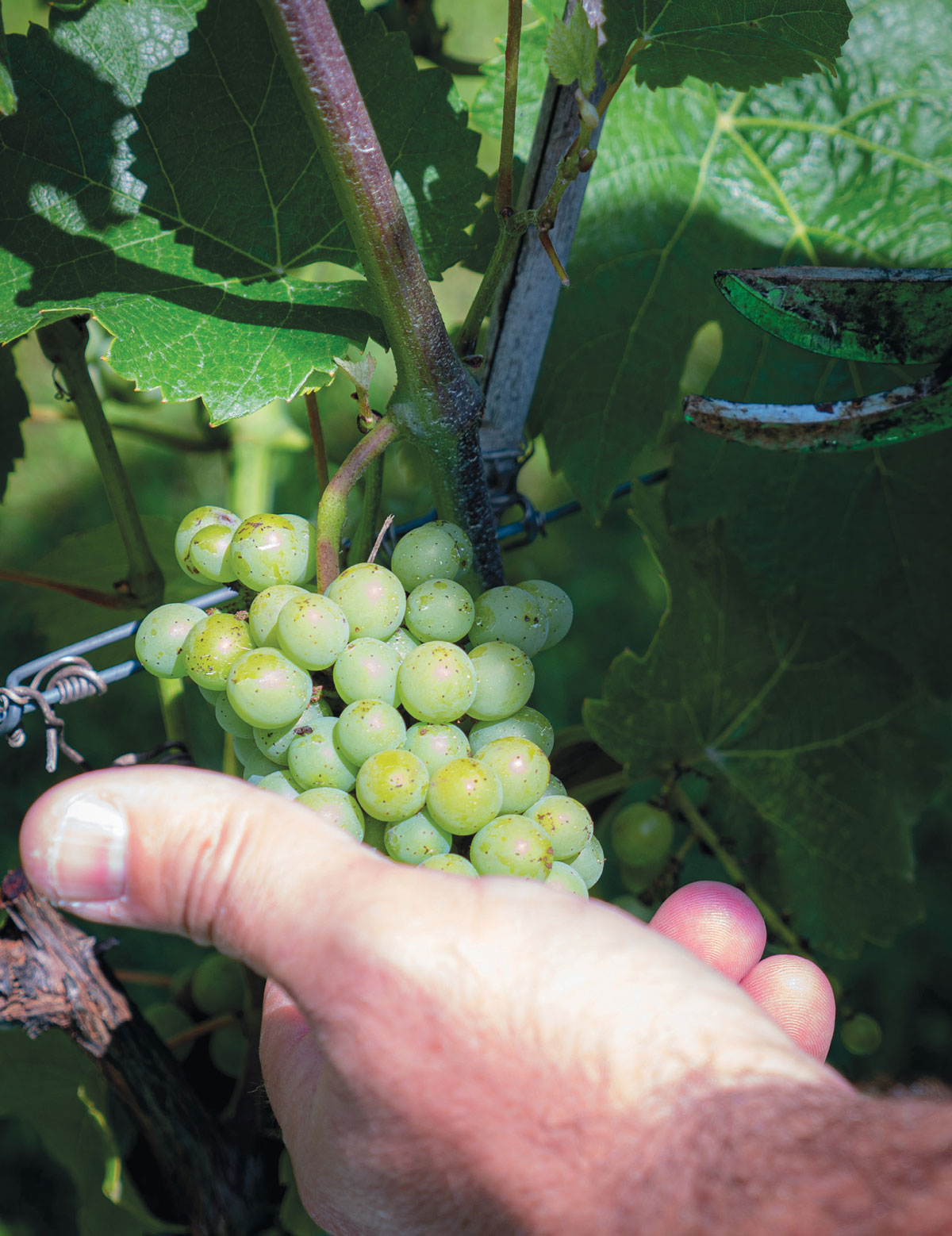 a hand holding grapes