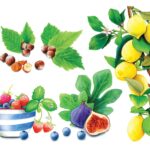 illustration of backyard fruit including lemons and cherries