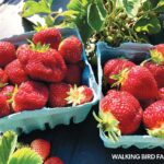 strawberries from the Walking Bird Farm CSA