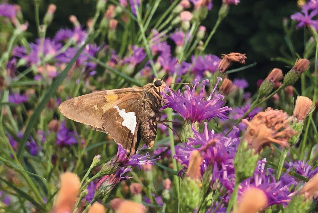 Growing native plants